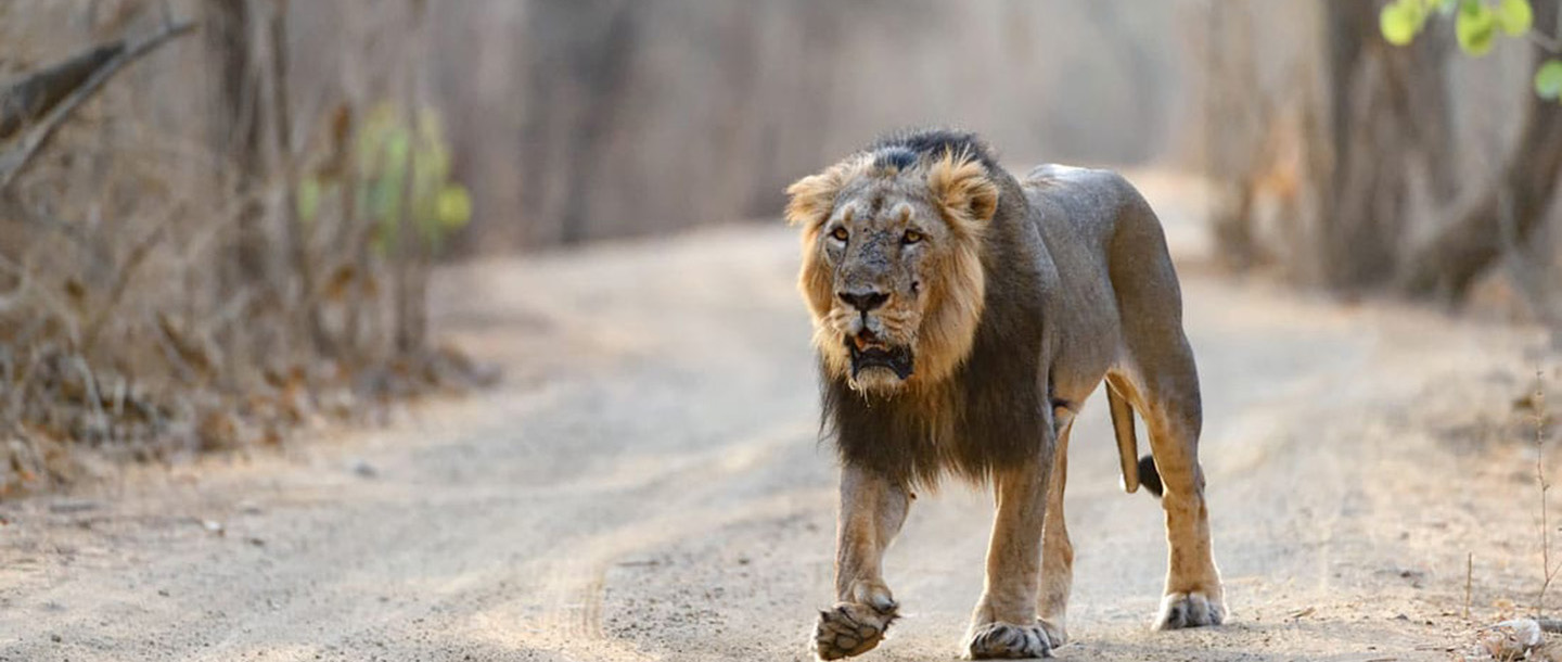 The Athiz Nature Cure, Hadmatiya Gir