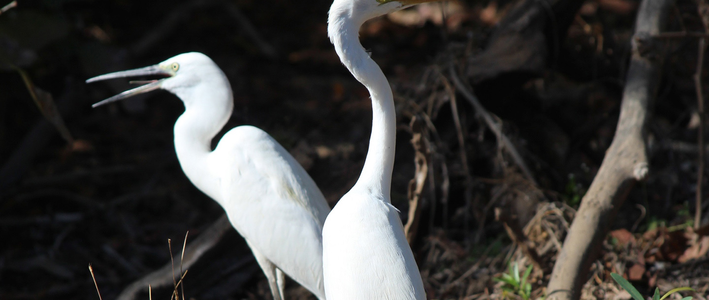 The Athiz Nature Cure, Hadmatiya Gir