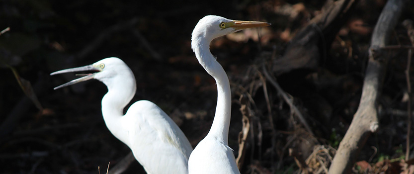 Athiz Nature Cure, Hadmatiya Gir