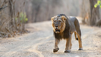 Athiz Nature Cure, Hadmatiya Gir